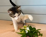 Кошки в Москве: Котёнок в добрые руки Девочка, Бесплатно - фото 5