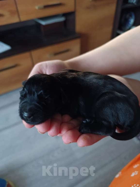 Собаки в Москве: Щеночки ризеншнауцера Девочка, 80 000 руб. - фото 1