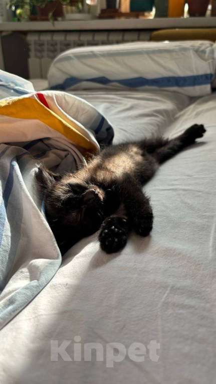 Кошки в Москве: Шурик- маленький боец Мальчик, Бесплатно - фото 4