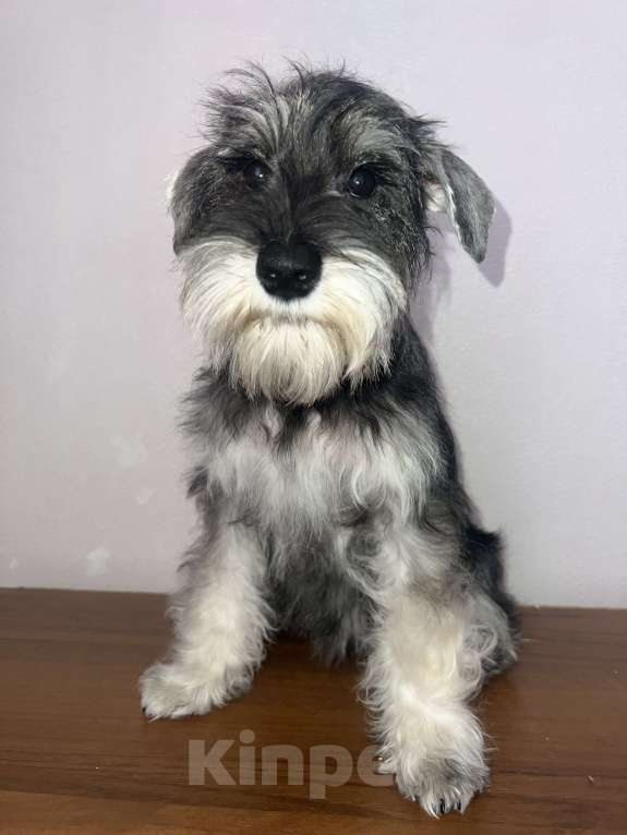 Собаки в Ставрополе: Щенок цвергшнауцер  Девочка, 40 000 руб. - фото 2