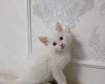 Кошки в Белгороде: Котята мейн-кун Мальчик, 15 000 руб. - фото 1