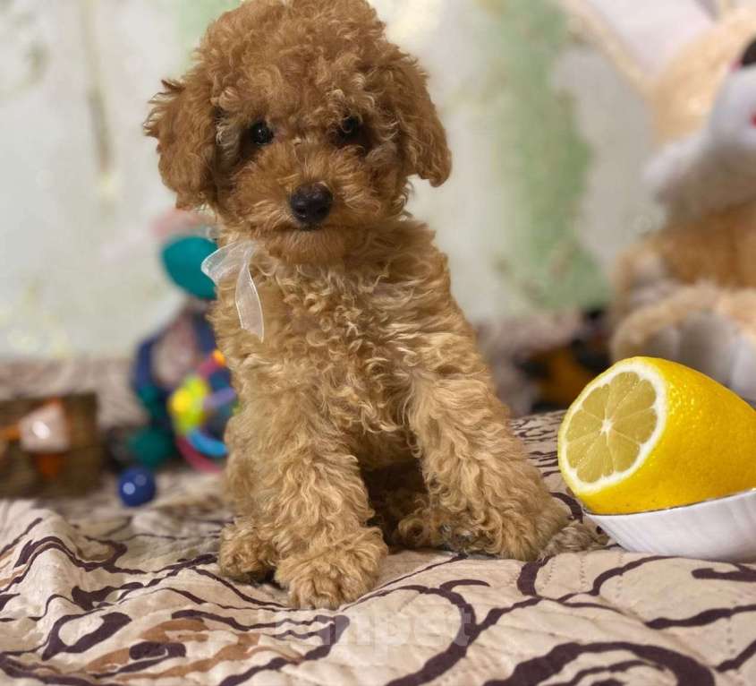 Собаки в Воронеже: Той-пудель  Мальчик, Бесплатно - фото 7