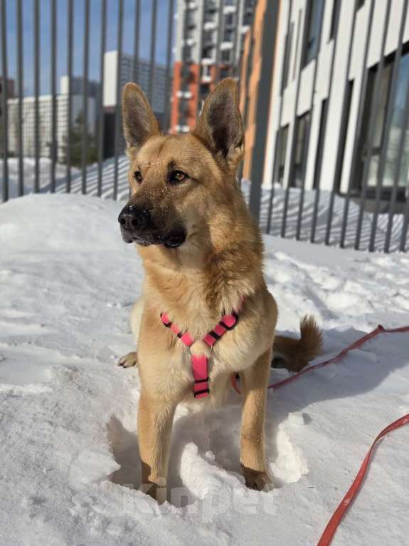 Собаки в Москве: Шикарный парень Рэй в добрые руки! Мальчик, Бесплатно - фото 5
