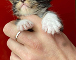 Кошки в Сарове: Котята Мейн кун, 7 000 руб. - фото 1