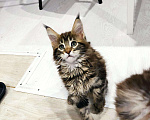 Кошки в Малмыже: Бронь котята, 10 000 руб. - фото 8