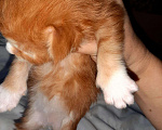 Кошки в Мичуринске: Котята Мейн-кун, 10 000 руб. - фото 6