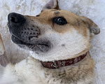 Собаки в Домодедово: Локи Мальчик, 1 руб. - фото 3