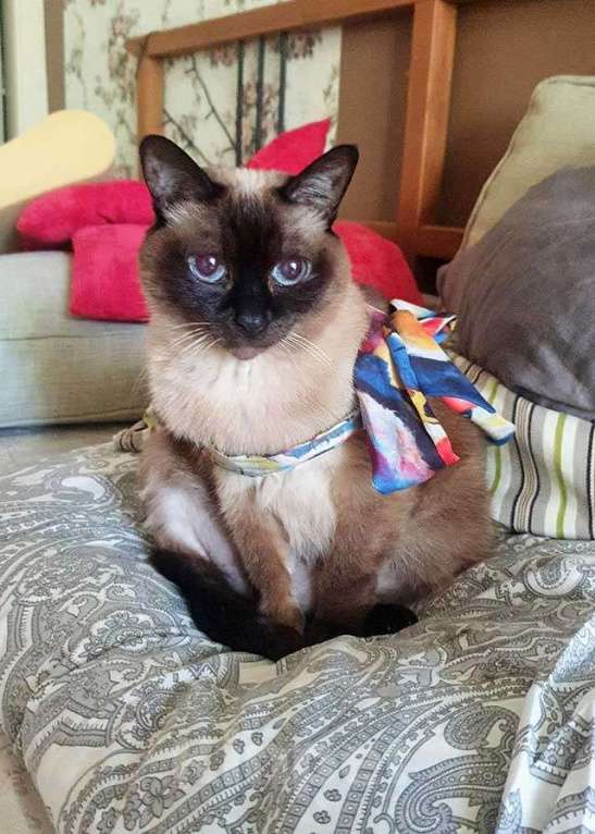 Кошки в Санкт-Петербурге: Ищет дом пожилая, очень нежная тайская кошка по имени Сюся Девочка, 10 руб. - фото 3