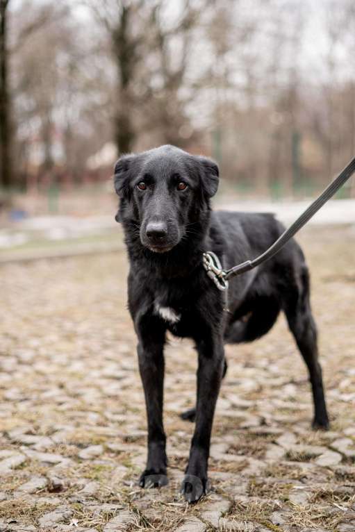 Собаки в Москве: Много прошел, а дома так и нет Мальчик, Бесплатно - фото 2