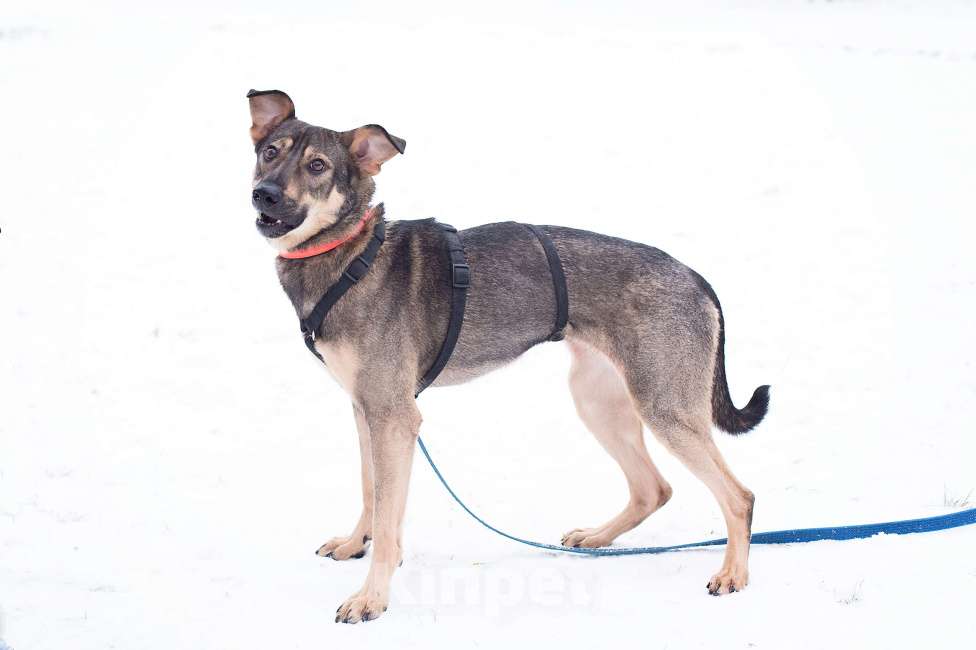 Собаки в Москве: Собака без своей Вселенной Девочка, Бесплатно - фото 3