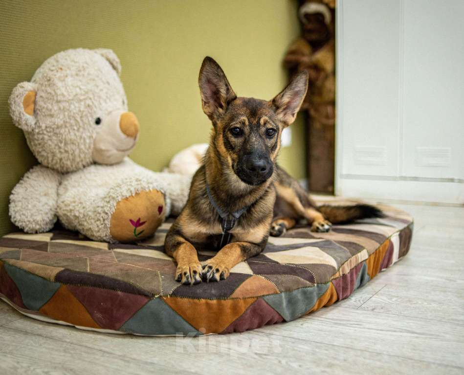 Собаки в Москве: Щенок бесплатно Москва Девочка, Бесплатно - фото 8