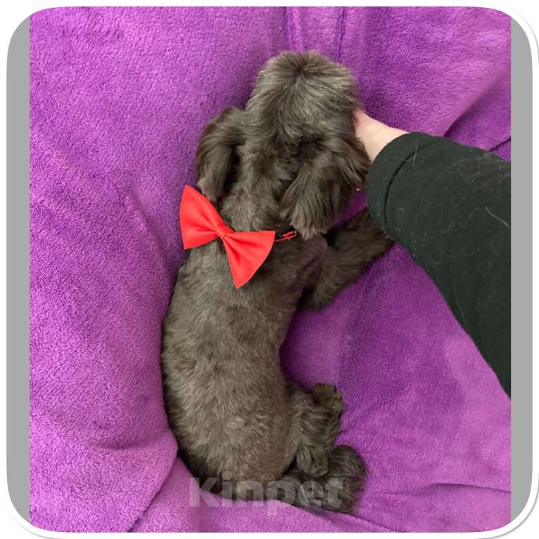 Собаки в Москве: Йорк девочка крупная и взрослая горький шоколад Девочка, 45 000 руб. - фото 5