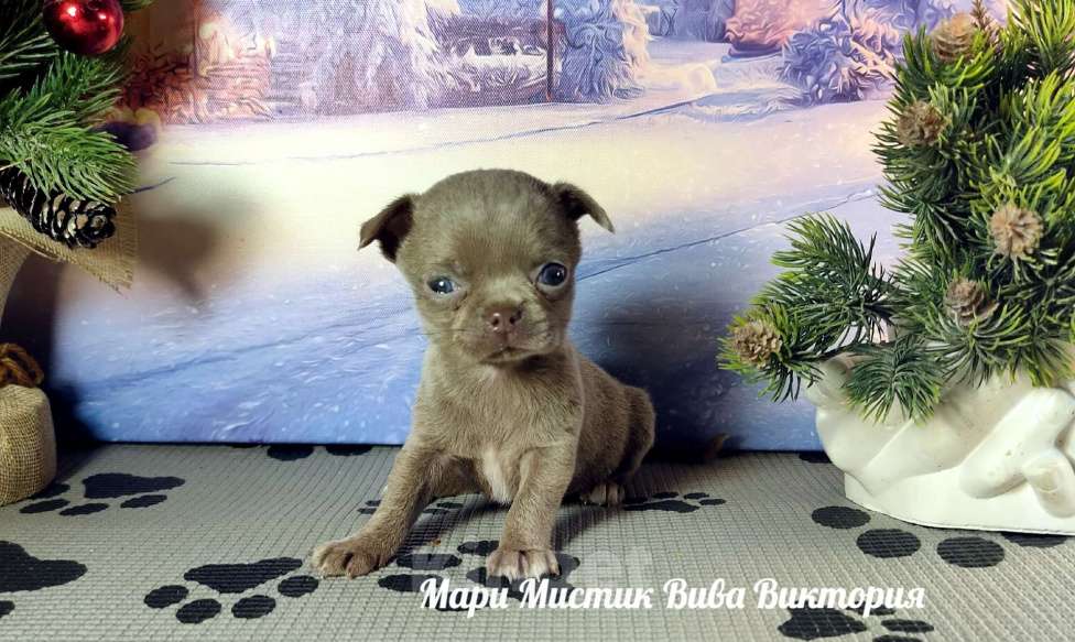 Собаки в Санкт-Петербурге: Лиловая МИНИ Вива Виктория вес 350 грамм чихуахуа Девочка, 120 000 руб. - фото 2