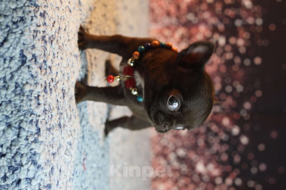 Собаки в Краснодаре: Мини шоколад Мальчик, 40 000 руб. - фото 4