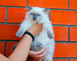 Кошки в Краснодаре: Котята Невская маскарадная кошечка котик пушистые блю поинт окрас Девочка, 17 000 руб. - фото 1