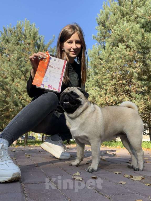 Собаки в Ярославле: Щенок мопса Девочка, 55 000 руб. - фото 2