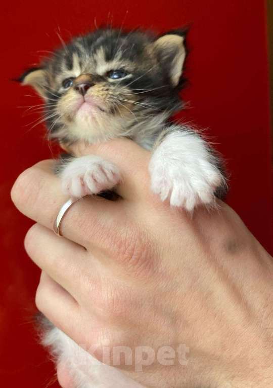Кошки в Сарове: Котята Мейн кун, 7 000 руб. - фото 1