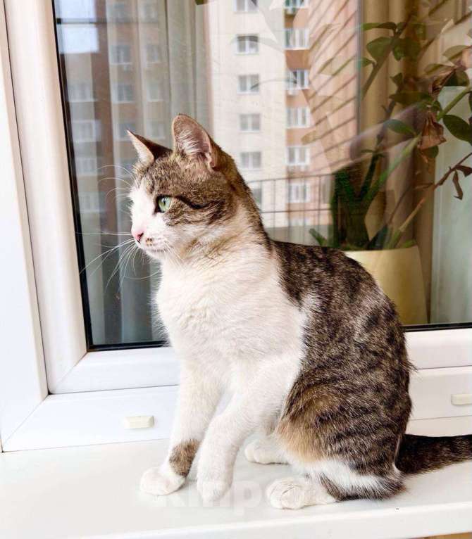 Кошки в Москве: Не просто кошка - королева в добрые руки Девочка, Бесплатно - фото 5