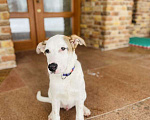 Собаки в Москве: Белый щенок Серкан в добрые руки Мальчик, 1 руб. - фото 6