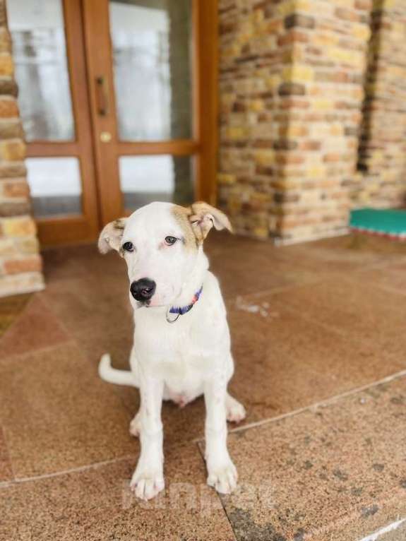 Собаки в Москве: Белый щенок Серкан в добрые руки Мальчик, 1 руб. - фото 6