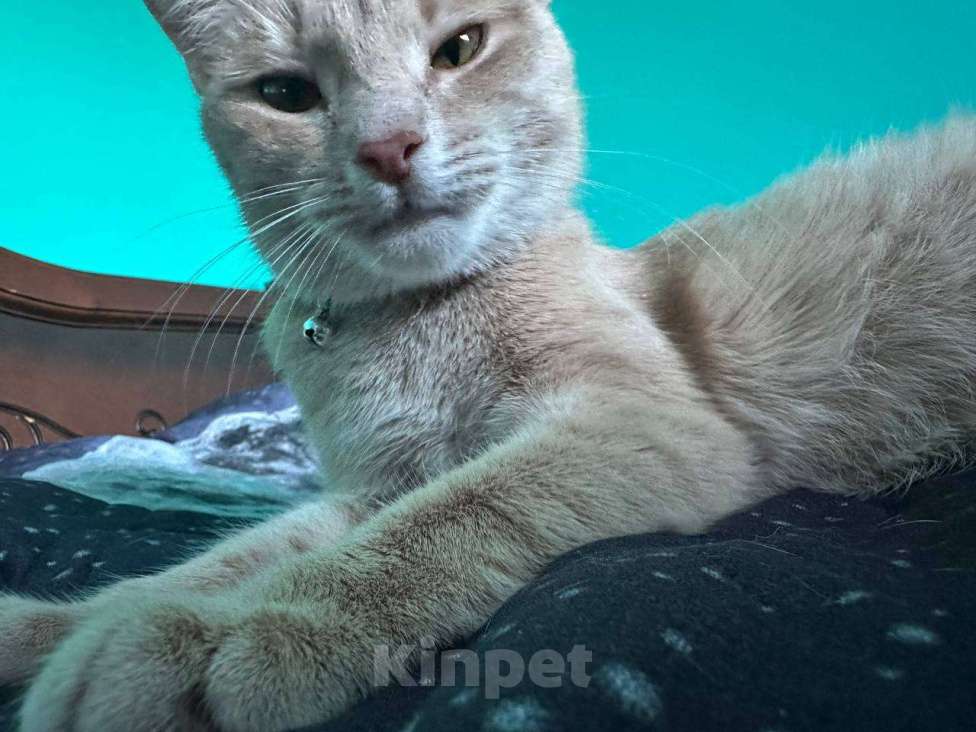 Кошки в Серпухове: Кошечку в добрые руки  Девочка, Бесплатно - фото 8