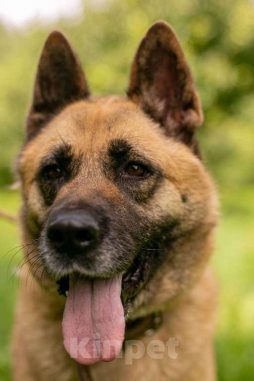 Собаки в Москве: Айта Девочка, Бесплатно - фото 4