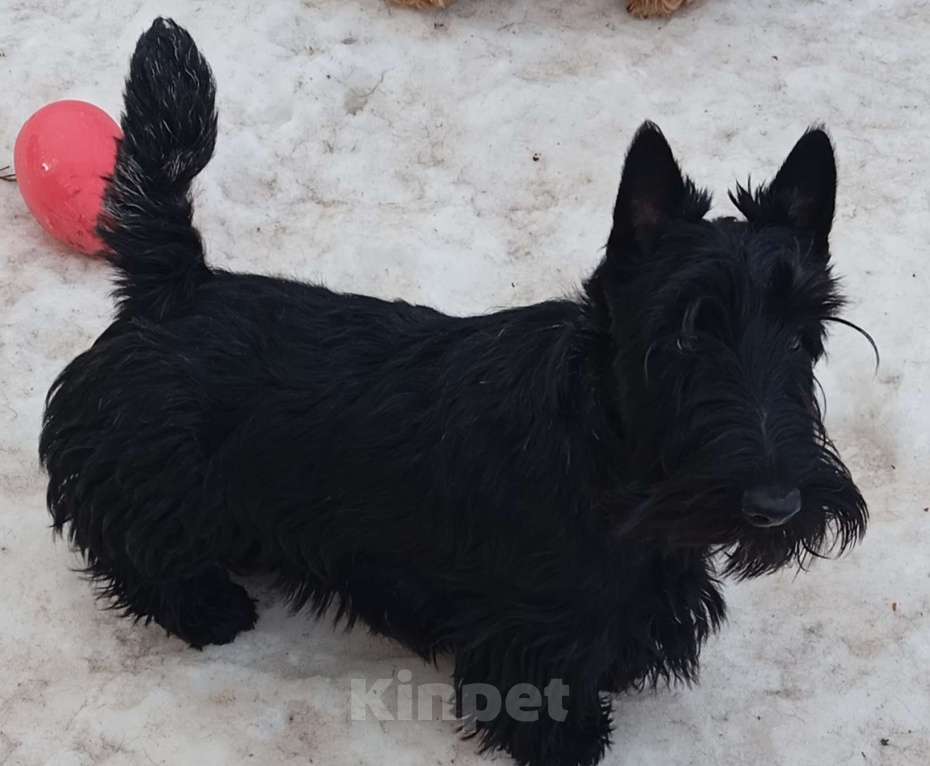 Собаки в Перми: Подрощенный породный щенок скотч терьера Мальчик, Бесплатно - фото 3