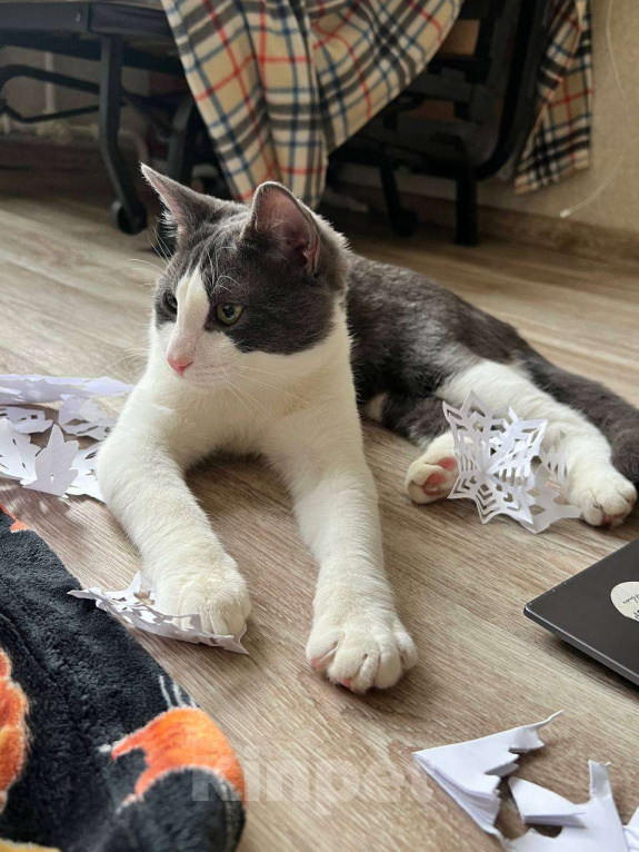 Кошки в Санкт-Петербурге: Котенок Томас ищет дом Мальчик, Бесплатно - фото 6