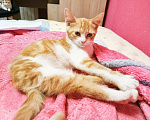 Кошки в Калуге: Котенок в добрые руки Девочка, Бесплатно - фото 2