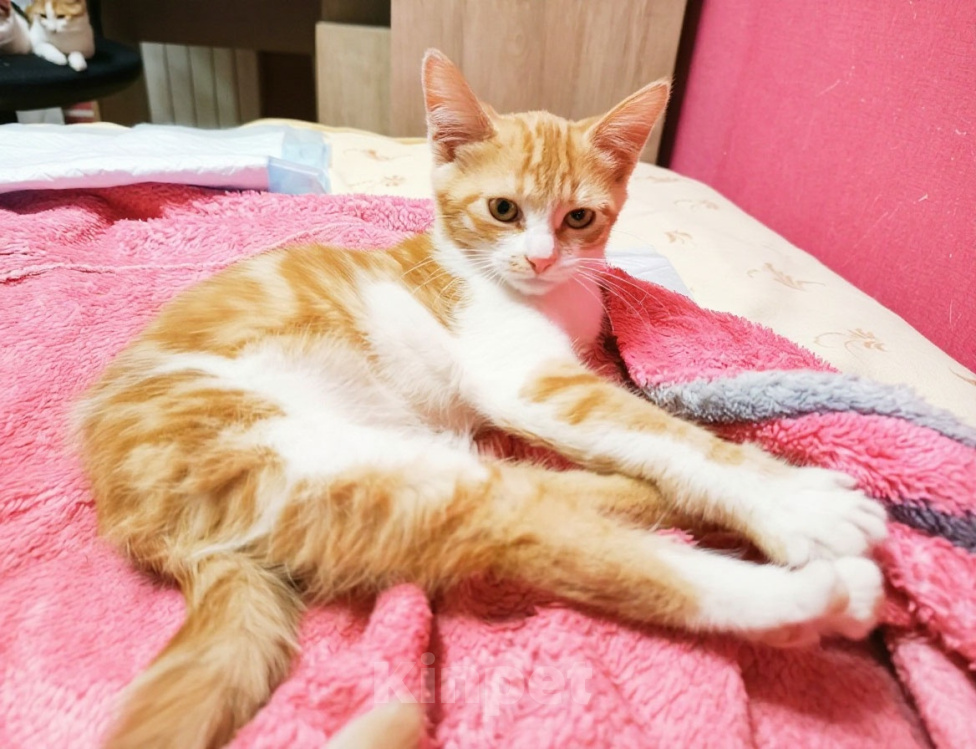 Кошки в Калуге: Котенок в добрые руки Девочка, Бесплатно - фото 2