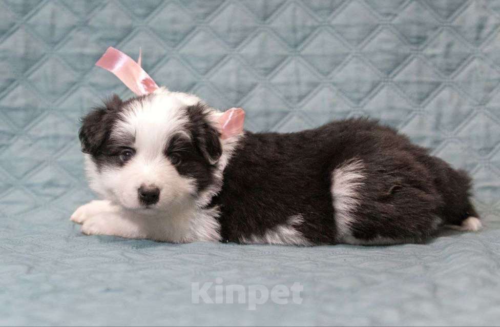 Собаки в Москве: Самая ласковая и нежная девочка бордер-колли Девочка, Бесплатно - фото 4