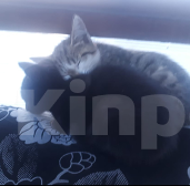 Кошки в Ленинске-Кузнецком: Пропал кот.Чёрный кот,зелёные глаза,пишите на номер 79502726617! Мальчик, Бесплатно - фото 2