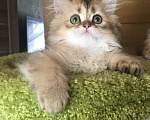 Кошки в Москве: Котик золотая шиншилла Мальчик, 35 000 руб. - фото 1