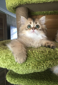 Котик золотая шиншилла