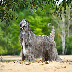 Афганская борзая