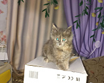 Кошки в Кемерово: Котята мейн-кун  Девочка, 7 000 руб. - фото 3