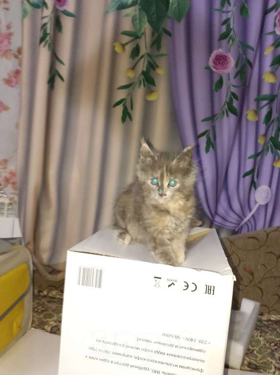 Кошки в Кемерово: Котята мейн-кун  Девочка, 7 000 руб. - фото 3