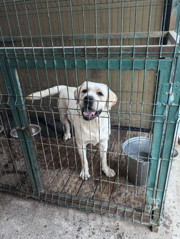 Собаки в Краснодаре: Щенки лабрадора с документами РКФ Мальчик, 30 000 руб. - фото 6