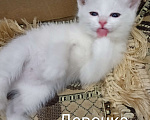 Кошки в других городах Московской области: Котенок Девочка, Бесплатно - фото 1