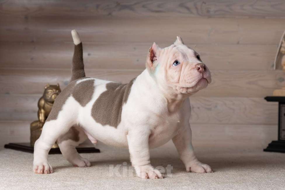 Собаки в Королеве: Американский булли Мальчик, 90 000 руб. - фото 5
