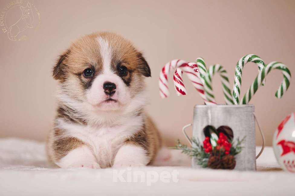Собаки в Москве: Щенки вельш корги пемброк в поиске своих лучших семей. Мальчик, Бесплатно - фото 7