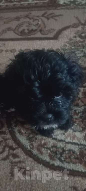 Собаки в других городах Курской области: Щенки  Девочка, 15 000 руб. - фото 3