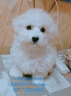 Щенки Бишон Фризе
