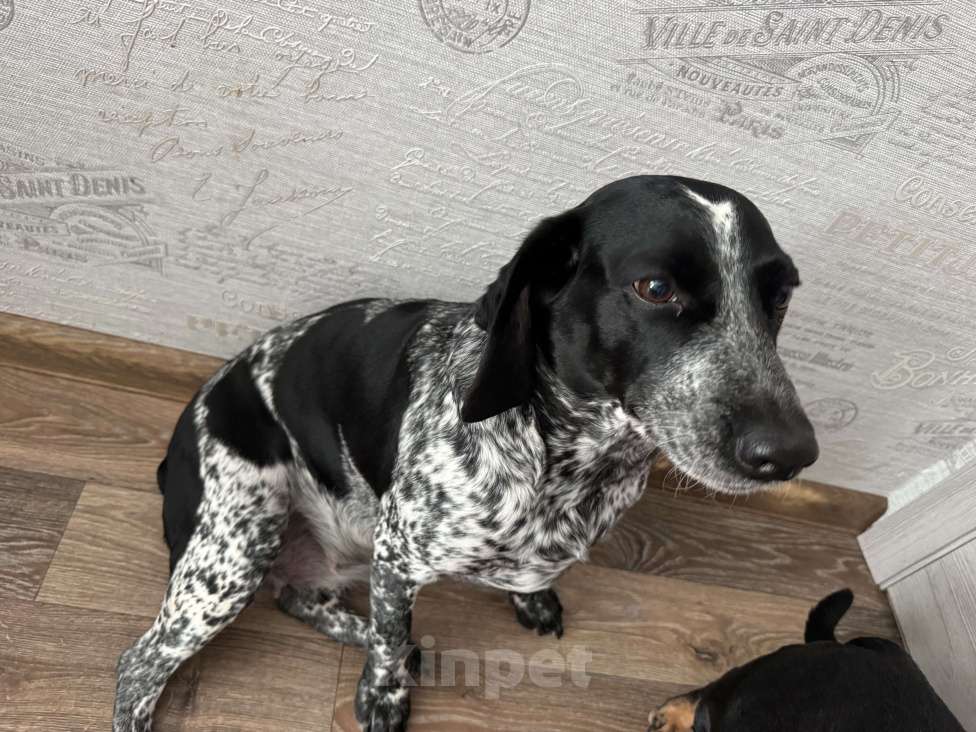 Собаки в Омске: Продам куцхара Девочка, 5 000 руб. - фото 3