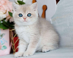 Кошки в Владивостоке: Голубая золотистая британская кошечка Девочка, 80 000 руб. - фото 5