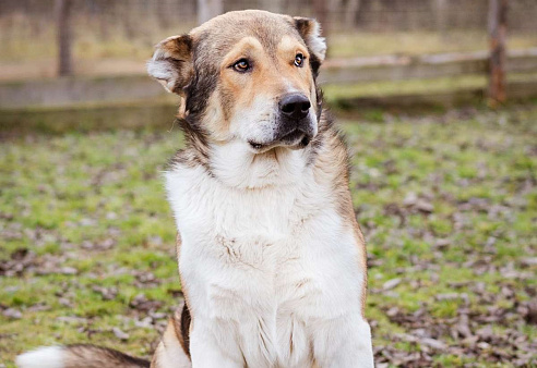 Михаил Потапыч - плюшевый алабайка в приюте, ищет дом