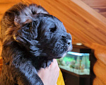 Собаки в Тамбове: Продаются щенки фландского бувье Мальчик, Бесплатно - фото 1
