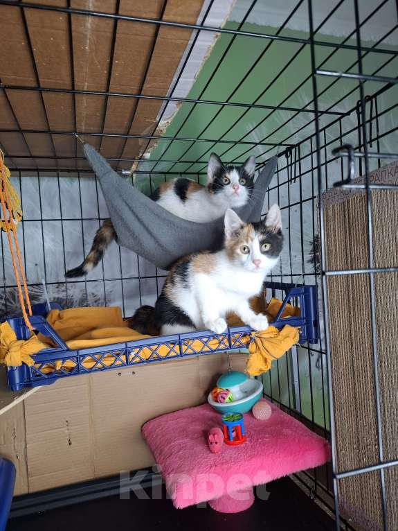Кошки в Москве: Трехцветный котёнок в добрые руки  Девочка, Бесплатно - фото 9