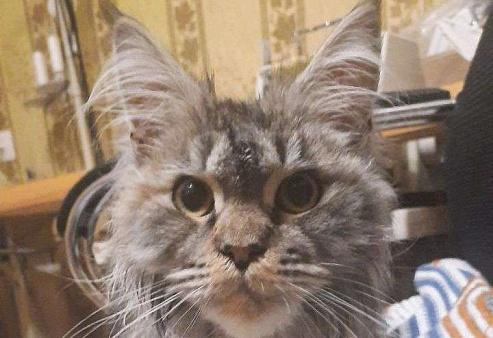 Кошка Мейн-кун