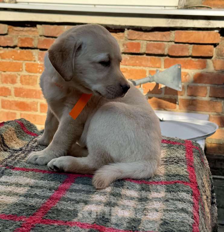Собаки в Краснодаре: Щенок лабрадора палевый Девочка, 35 000 руб. - фото 4